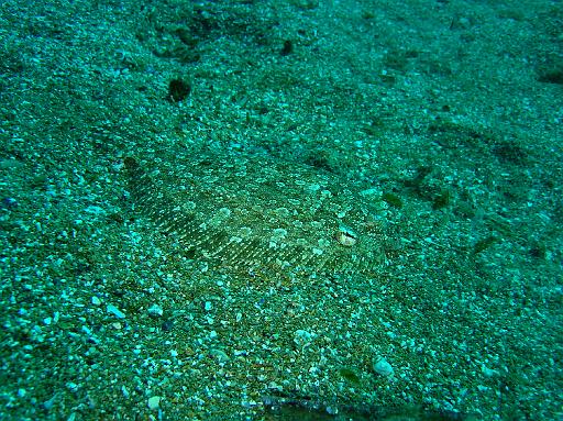 Poisson Bothus03.JPG